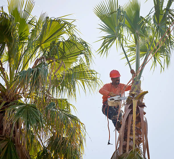 Best Large Tree Removal  in Electra, TX